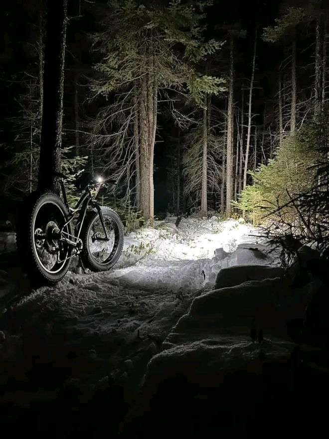 Fatbike Adventure forest